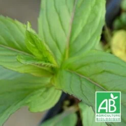 Menthe Orange Bio/lot De 3 Godets