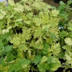 Armoise Commune Panachée Bio/lot De 3 Godets -Flora Soldes 63f4f19f3d5a15.86502739