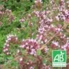 Origan Vulgare Bio/lot De 9 Godets -Flora Soldes 63f4f1ce9c97f4.77326688