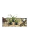 Ciboule Fistulosum/lot De 3 Godets -Flora Soldes 63f4f1d4c82941.85926842