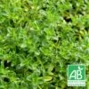 Thym Serpolet Serpyllum Blanc Bio/lot De 3 Godets -Flora Soldes 63f4f20baf3d47.75299935