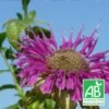Monarde Scorpion Bio/lot De 9 Godets -Flora Soldes 63f4f20d1f2a00.65450904