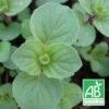 Menthe Gingembre Bio/lot De 9 Godets -Flora Soldes 63f4f2170eb728.15818872