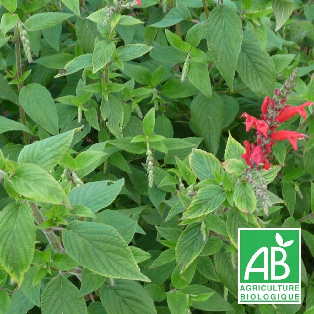 Sauge Ananas Bio/lot De 9 Godets 3 Sauge Ananas Bio/lot De 9 Godets