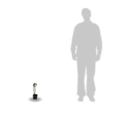 Rosier Arbustif X Rugosa Hansa/pot De 4l - 20/40 Cm -Flora Soldes 63f60761124cc6.77625798