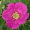 Rosier Arbustif X Rugosa Hansa/pot De 4l - 20/40 Cm -Flora Soldes 63f60761209933.09876048