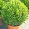 Buxus Microphylla 'faulkner' (buis Commun ) - Taille Pot De 5 Litres ? 40/60 Cm -Flora Soldes 63fca05238d840.31986985