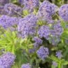 Ceanothe X Italian Skies/pot De 4l - 40/60 Cm -Flora Soldes 63fdf4475236b9.81701595
