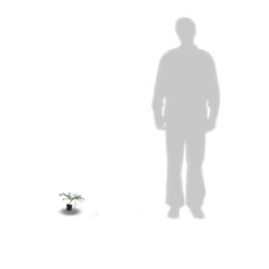 Ceanothe X Italian Skies/pot De 4l - 40/60 Cm -Flora Soldes 63fdf4475668c7.74020534