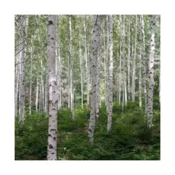 Bouleau Utilis Doorenbos/pot De 10l - 175/200 Cm -Flora Soldes 63fdf44b2f8ad8.14824164