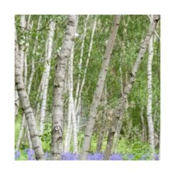 Bouleau Utilis Doorenbos/pot De 10l - 175/200 Cm -Flora Soldes 63fdf44b3da4b9.57246835