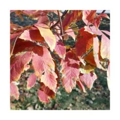 Érable à écorce De Papier/pot De 18 L - 125/150 -Flora Soldes 63fdf4554878a8.29724999