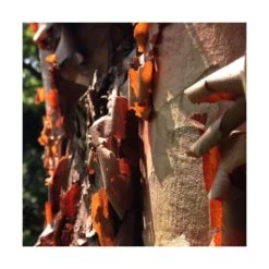 Érable à écorce De Papier/pot De 18 L - 125/150 -Flora Soldes 63fdf45554a968.08394350