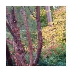 Érable à écorce De Papier/pot De 18 L - 125/150 -Flora Soldes 63fdf45558a5f0.65604697