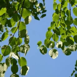 Arbre Au Caramel Japonicum/pot De 5l - 80/100 Cm -Flora Soldes 63fdf472835572.34793478