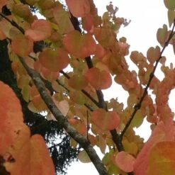 Arbre Au Caramel Japonicum/pot De 5l - 80/100 Cm -Flora Soldes 63fdf4728e9946.94455242