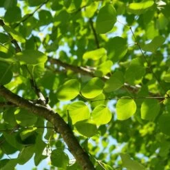 Arbre Au Caramel Japonicum/pot De 5l - 80/100 Cm -Flora Soldes 63fdf472927303.75361738