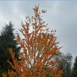 Arbre Au Caramel Japonicum/pot De 5l - 80/100 Cm -Flora Soldes 63fdf472967317.66531630