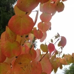 Arbre Au Caramel Japonicum/pot De 5l - 80/100 Cm -Flora Soldes 63fdf4729a6164.27611430