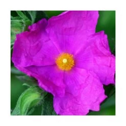 Ciste Pourpre Purpureus/pot De 4l - 40/60 Cm -Flora Soldes 63fdf480901be1.44204715