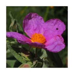 Ciste Pourpre Purpureus/pot De 4l - 40/60 Cm -Flora Soldes 63fdf48094f861.80590374