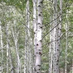 Bouleau Utilis/pot De 10l - 175/200 Cm -Flora Soldes 63fdf483f18392.29934536