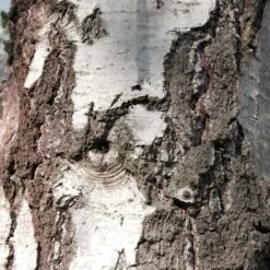 Bouleau Utilis/pot De 10l - 175/200 Cm -Flora Soldes 63fdf48416b7f7.95793162