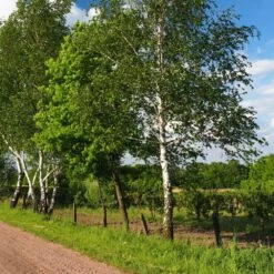 Bouleau Utilis/pot De 10l - 175/200 Cm -Flora Soldes 63fdf4841d7761.55433812