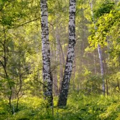 Bouleau Utilis/pot De 10l - 175/200 Cm -Flora Soldes 63fdf484219600.31420579