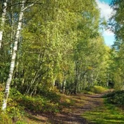 Bouleau Utilis/pot De 10l - 175/200 Cm -Flora Soldes 63fdf484263c31.45047947