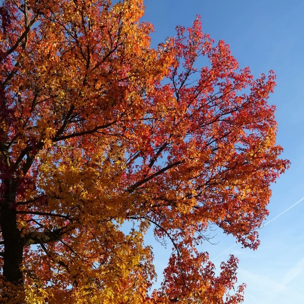 Copalme D'amérique Styraciflua Worplesdon/pot De 10l - 125/150 Cm 6 Copalme D'amérique Styraciflua Worplesdon/pot De 10l - 125/150 Cm - Image 4