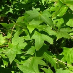 Copalme D'amérique Styraciflua Worplesdon/pot De 10l - 125/150 Cm 8 Copalme D'amérique Styraciflua Worplesdon/pot De 10l - 125/150 Cm -Flora Soldes 6400986459fd07.20346548