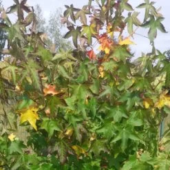 Copalme D'amérique Styraciflua Worplesdon/pot De 10l - 125/150 Cm 7 Copalme D'amérique Styraciflua Worplesdon/pot De 10l - 125/150 Cm -Flora Soldes 6400986460a260.71861709