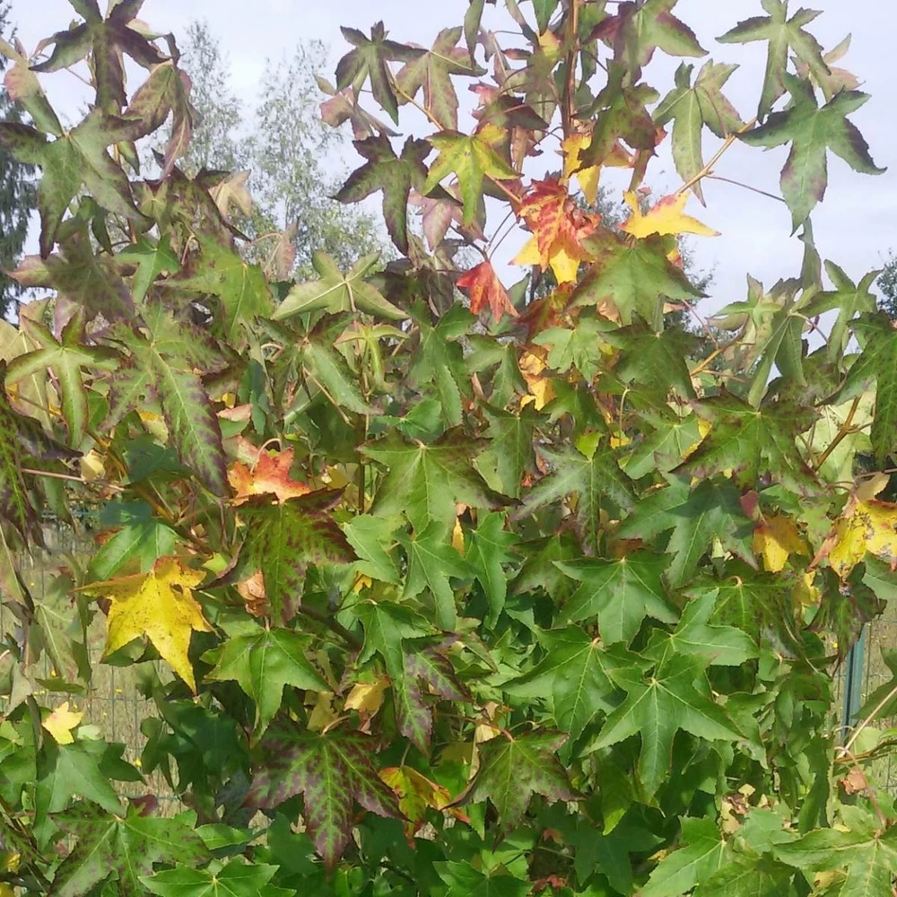 Copalme D'amérique Styraciflua Worplesdon/pot De 10l - 125/150 Cm 4 Copalme D'amérique Styraciflua Worplesdon/pot De 10l - 125/150 Cm - Image 2