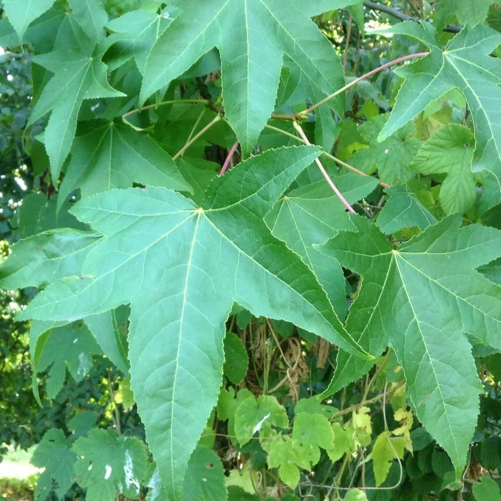 Copalme D'amérique Styraciflua Worplesdon/pot De 10l - 125/150 Cm 3 Copalme D'amérique Styraciflua Worplesdon/pot De 10l - 125/150 Cm