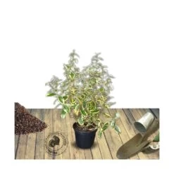 Elaeagnus X Ebbingei Viveleg®/pot De 7,5l - 80/100 Cm -Flora Soldes 640098670c86d5.86233137