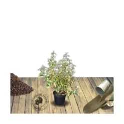 Elaeagnus X Ebbingei Viveleg®/pot De 7,5l - 80/100 Cm -Flora Soldes 640098671027a1.90271693