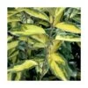 Elaeagnus X Ebbingei Viveleg®/pot De 7,5l - 80/100 Cm -Flora Soldes 6400986714aef0.29725142
