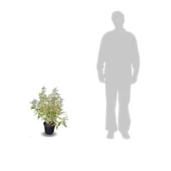 Elaeagnus X Ebbingei Viveleg®/pot De 7,5l - 80/100 Cm -Flora Soldes 64009867184123.05823370