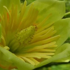 Tulipier De Virginie Tulipifera/pot De 12l - 150/175 Cm -Flora Soldes 64009876bc4700.67984321