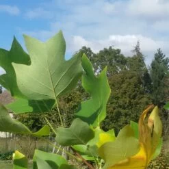 Tulipier De Virginie Tulipifera/pot De 25l - 175/200 Cm -Flora Soldes 6400987c999f18.00474404