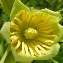 Tulipier De Virginie Tulipifera/pot De 25l - 175/200 Cm -Flora Soldes 6400987ca24555.47436489