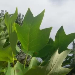 Tulipier De Virginie Tulipifera/pot De 25l - 175/200 Cm -Flora Soldes 6400987ca6fd14.80585266