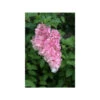 Hortensia 'vanille Fraise ?' - Pot De 3 Litres -Flora Soldes 64033a02af00f9.13269993