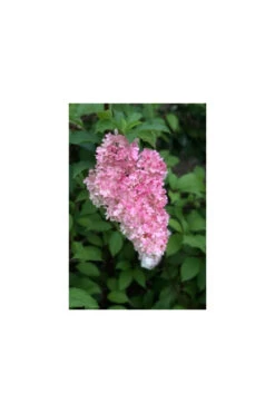 Hortensia 'vanille Fraise ?' - Pot De 3 Litres