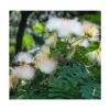 Albizia Kalkora (arbre à Soie Persane) Blanc - Taille Pot De 3.5l - 80/100cm 1 Albizia Kalkora (arbre à Soie Persane) Blanc - Taille Pot De 3.5l - 80/100cm -Flora Soldes 64038b0fa7e9f5.09714500