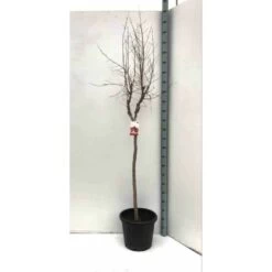 Punica Granatum (grenadier à Fruits) Taille Pot De 7 Litres ? 100/120 Cm - Rouge -Flora Soldes 64038b45900449.18080074