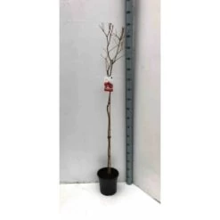 Punica Granatum (grenadier à Fruits) Taille Pot De 7 Litres ? 100/120 Cm - Rouge -Flora Soldes 64038b4593df58.81835579
