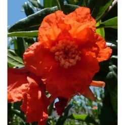 Punica Granatum (grenadier à Fruits) Taille Pot De 7 Litres ? 100/120 Cm - Rouge -Flora Soldes 64038b4596f6c9.35717561