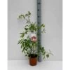 Punica Granatum (grenadier à Fruits) Taille Pot De 7 Litres ? 100/120 Cm - Rouge -Flora Soldes 64038b459a3d66.19382855
